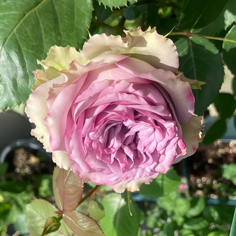 Dolcetto Rose Plant | 多姿桃 image 4
