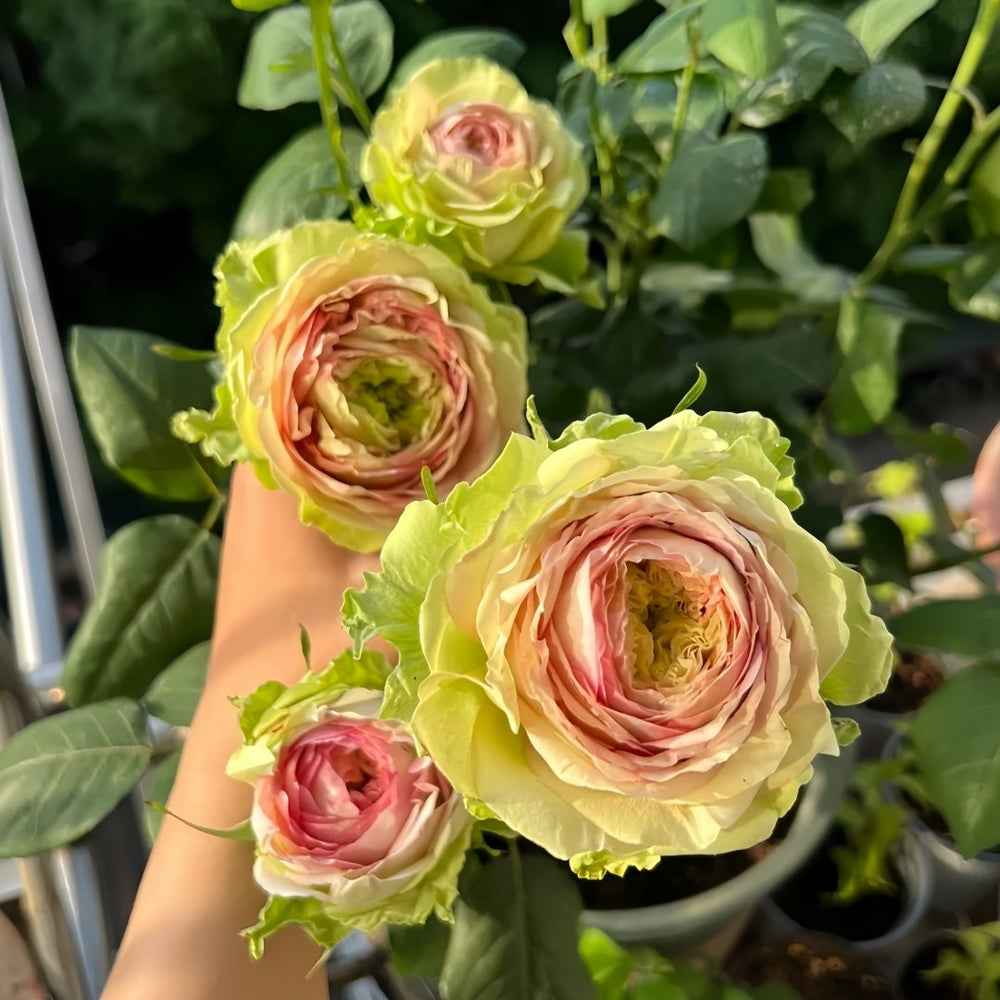 Green Planet Rose Plant｜绿色星球 image 8