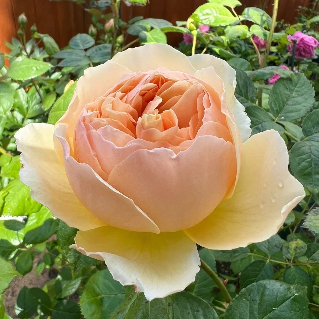 Jude the Obscure Rose Plant｜无名的裘德 image 3