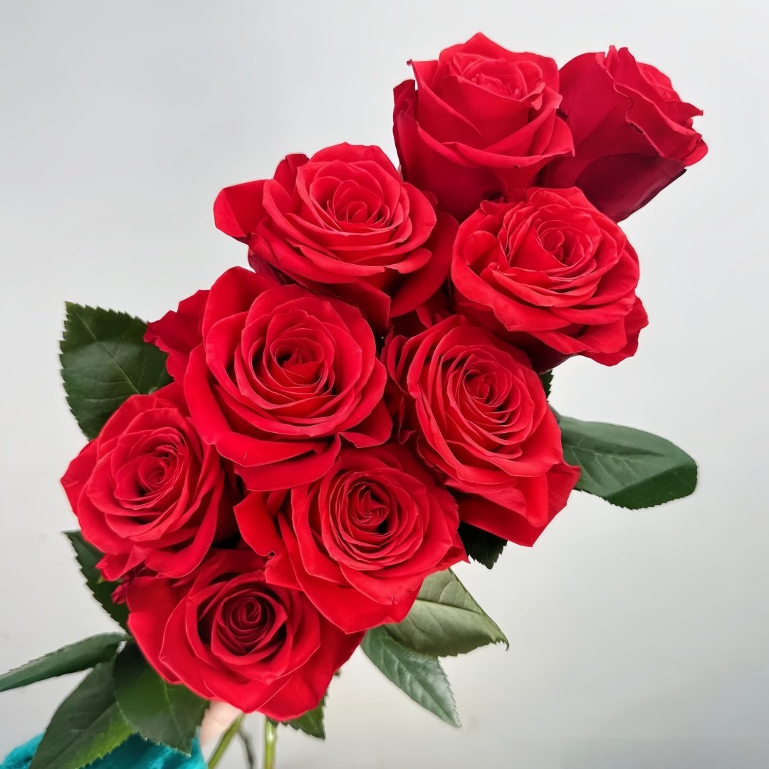 New Face Rose Plant|新面孔 image 5
