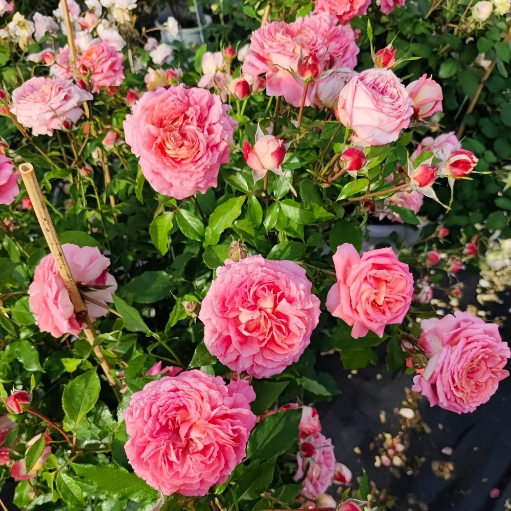 Argonauts Rose Plant｜阿尔戈英雄 image 5