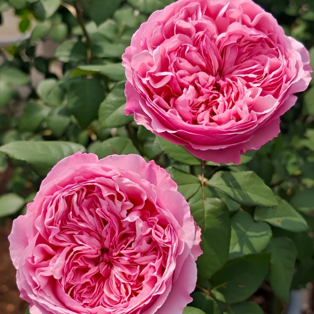 Carey Rose Plant | 凯丽玫瑰 image 4