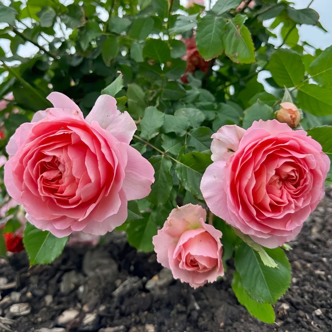 JinYan Rose Plant | 锦嫣 image 6