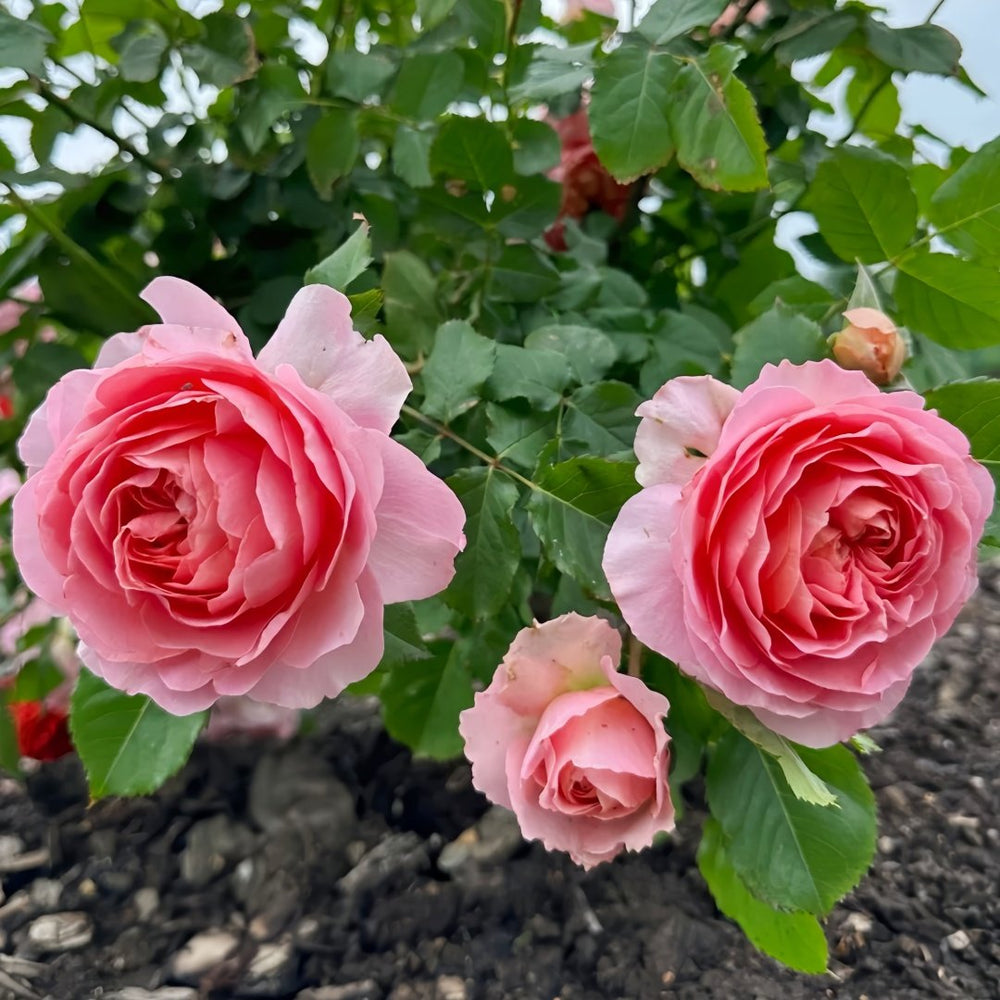 JinYan Rose Plant | 锦嫣 image 6