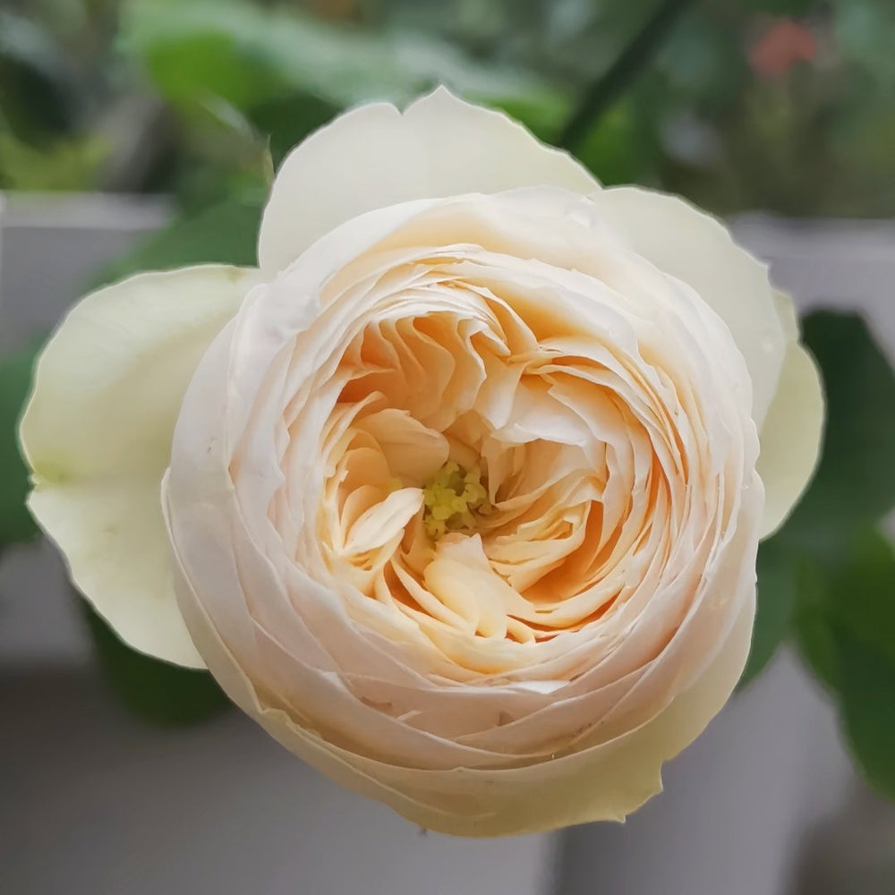Emma woodhouse Rose Plant｜艾玛伍德度假屋 image 3