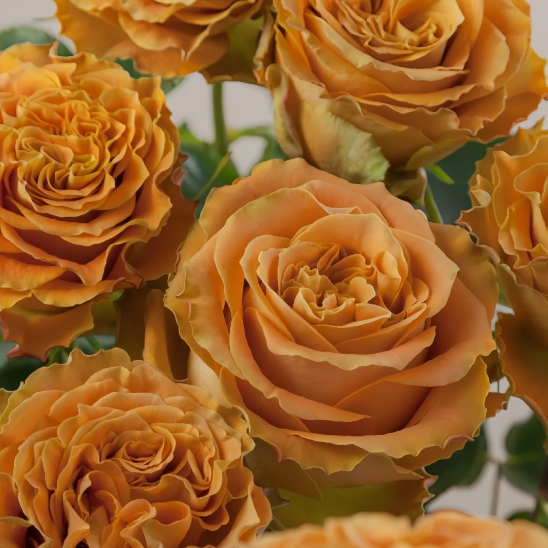Copper Kiss Rose Plant|铜吻 image 7