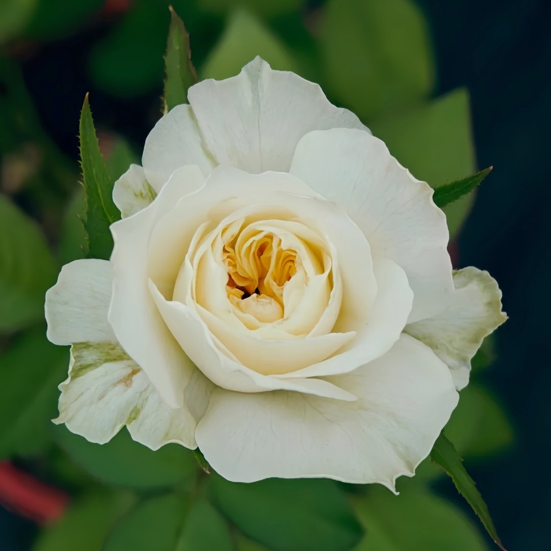 Nozari Rose Plant｜诺莎莉 image 3