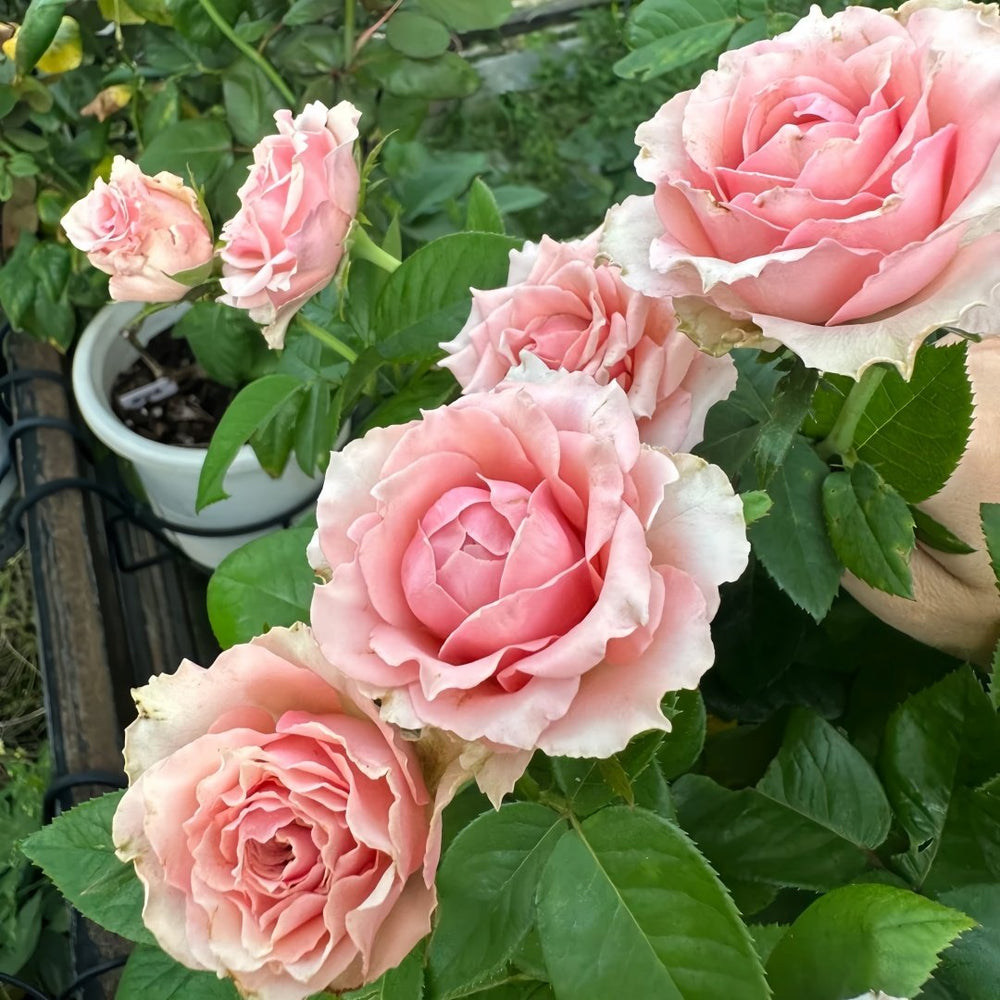 Kanata Rose Plant｜彼岸 image 9