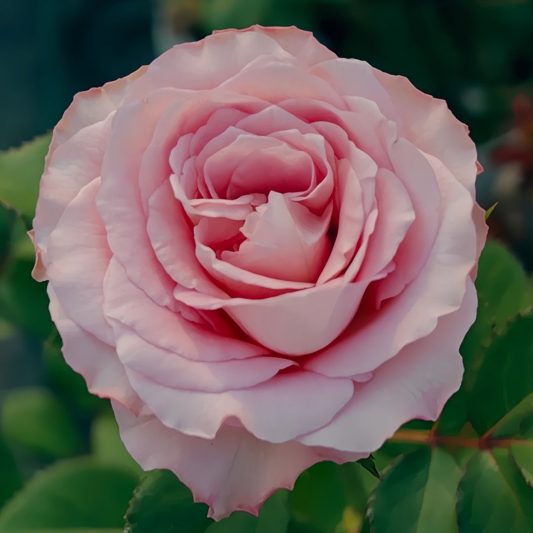 Ginette Rose Plant｜吉内特 image 1