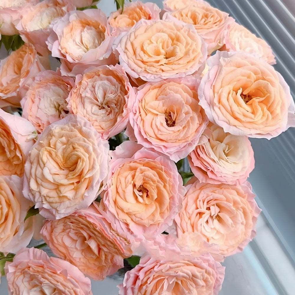 Mickey Bubbles Rose Plant|米奇泡泡 image 3