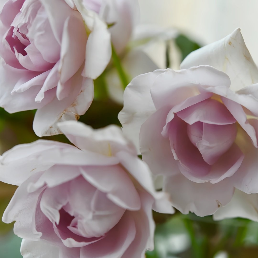 Noble Shine Rose Plant|贵族礼光 image 5