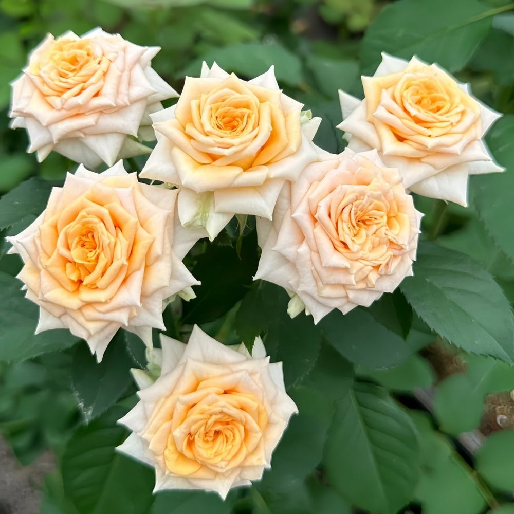 Champagne Rokoko Rose Plant|香槟洛可可 image 0