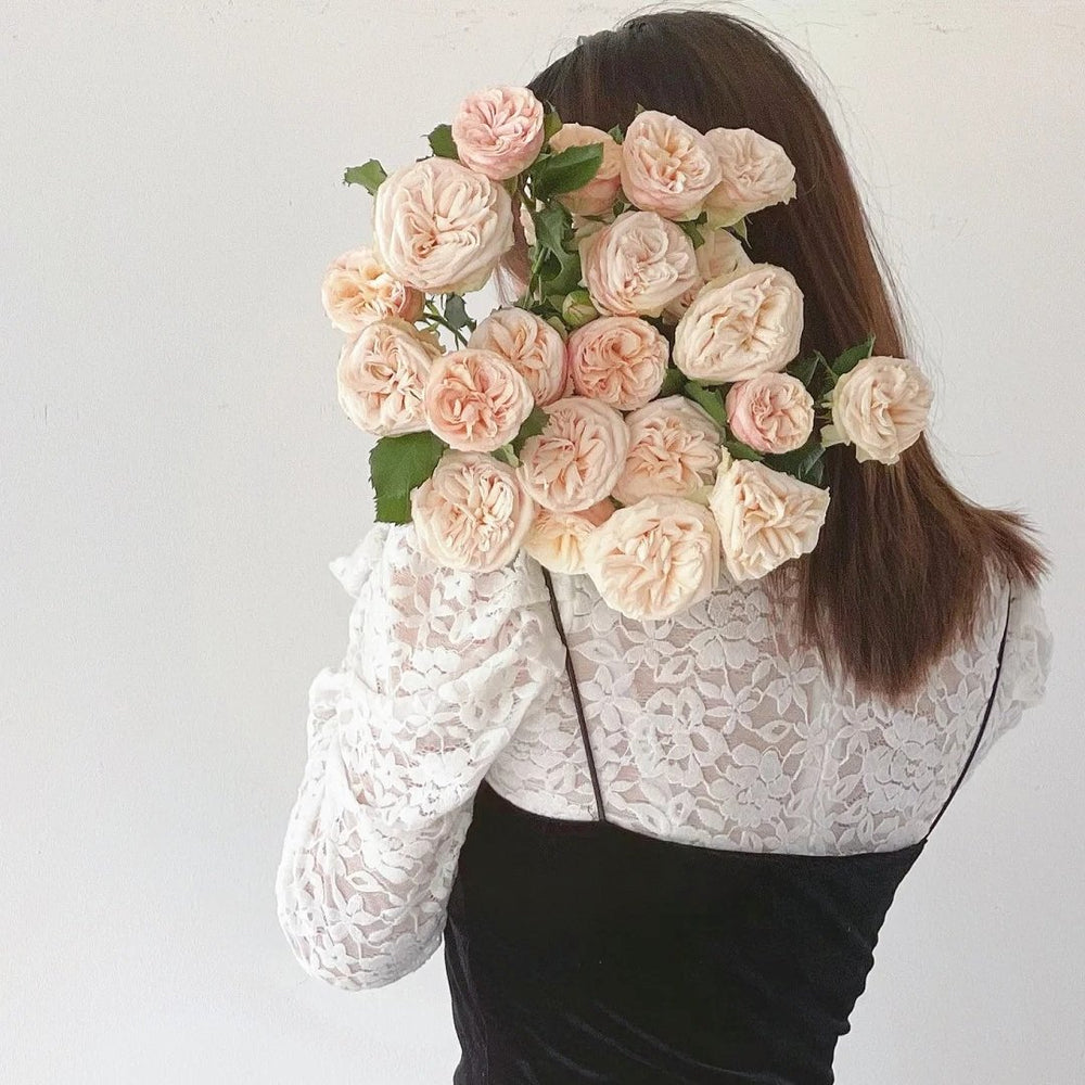 Gentle Trendsetter Rose Plant | 温柔宝藏 image 10