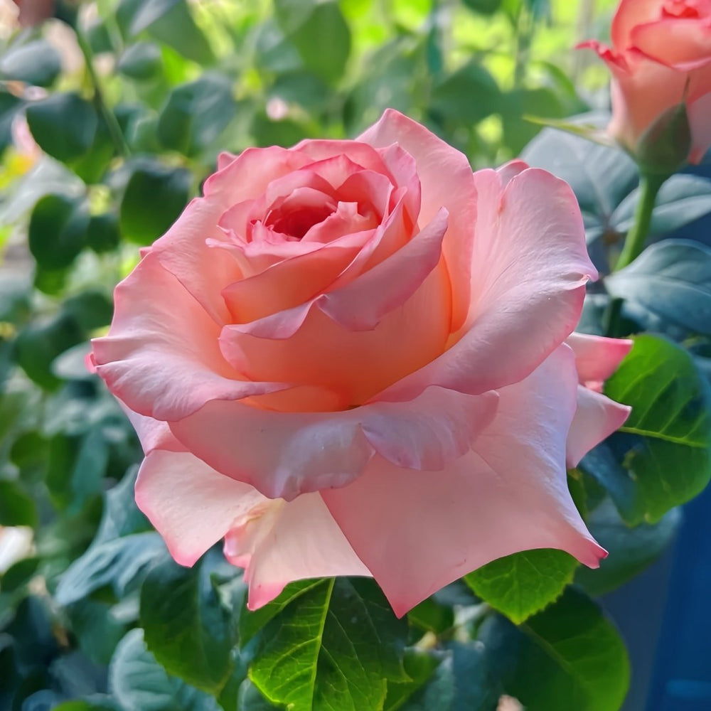 Butterfly Valley Rose Plant | 蝴蝶谷 image 4