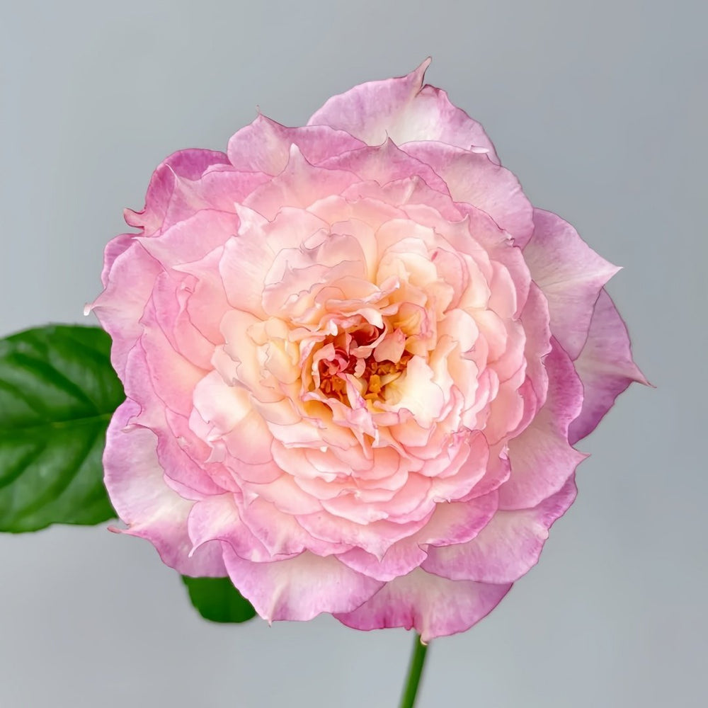 Jade Bowl Lace Rose Plant|玉碗纱 image 1