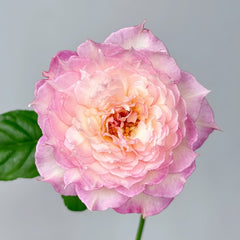 Jade Bowl Lace Rose Plant|玉碗纱 image 1