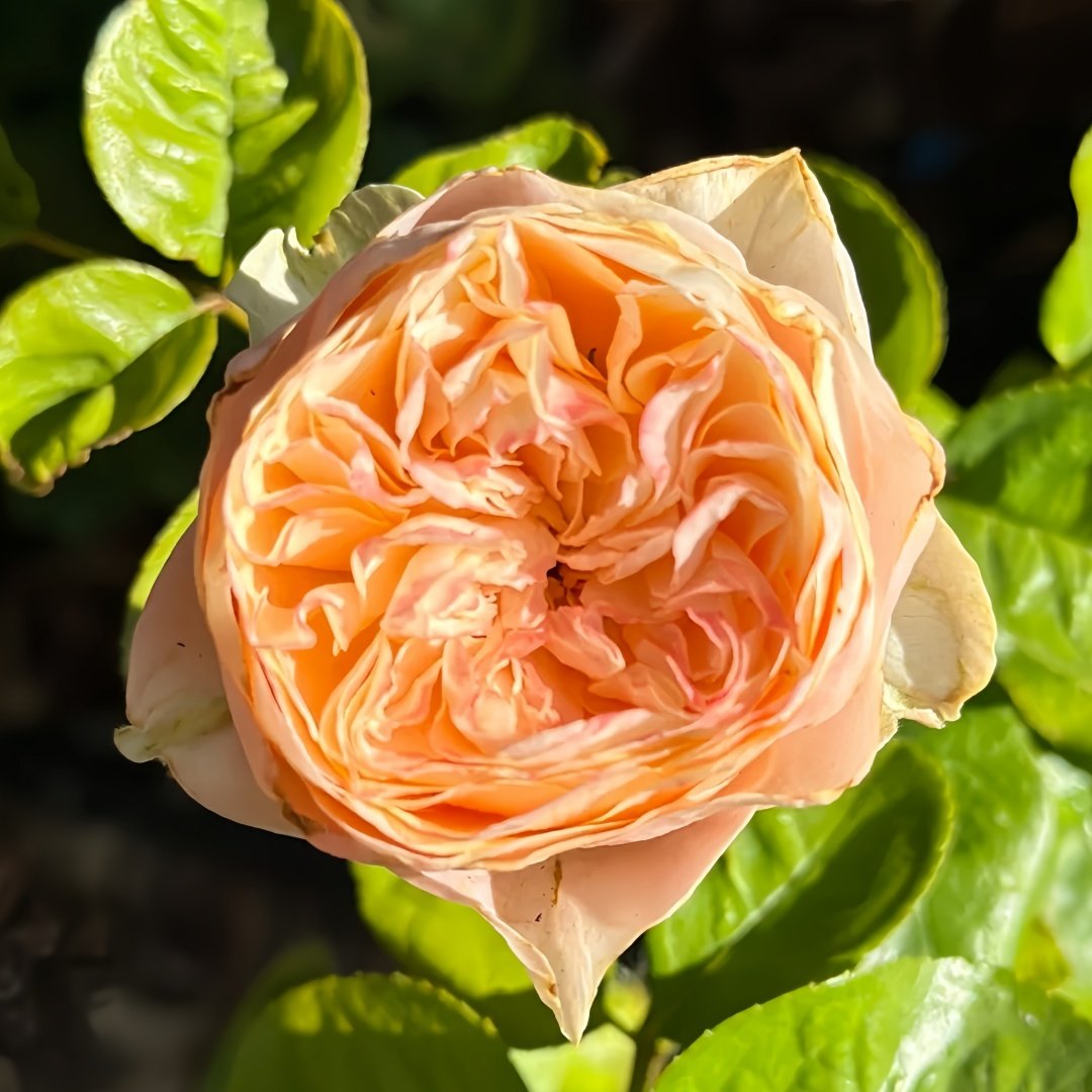Sweet Vuvuzela Rose Plant|甜蜜珊瑚心 image 0