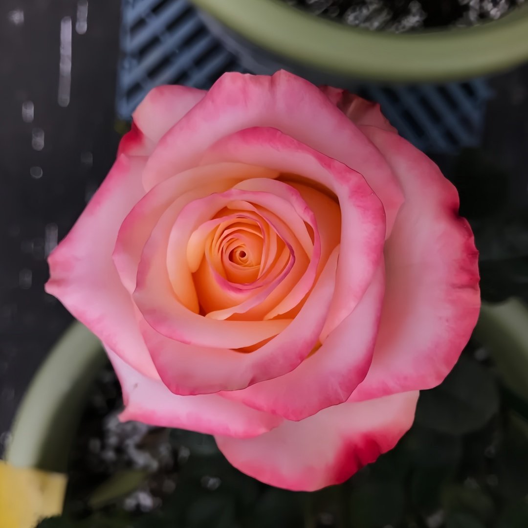 Lovely Heart Rose Plant｜心肝宝贝 image 3