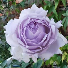 Lucifer Rose Plant｜路西法 image 0