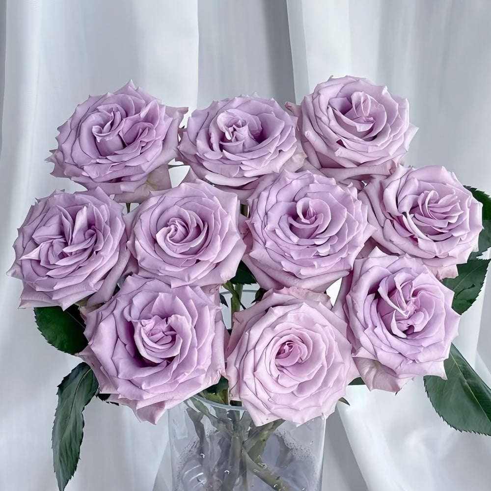 Ocean Song Rose Plant｜海洋之歌 image 9