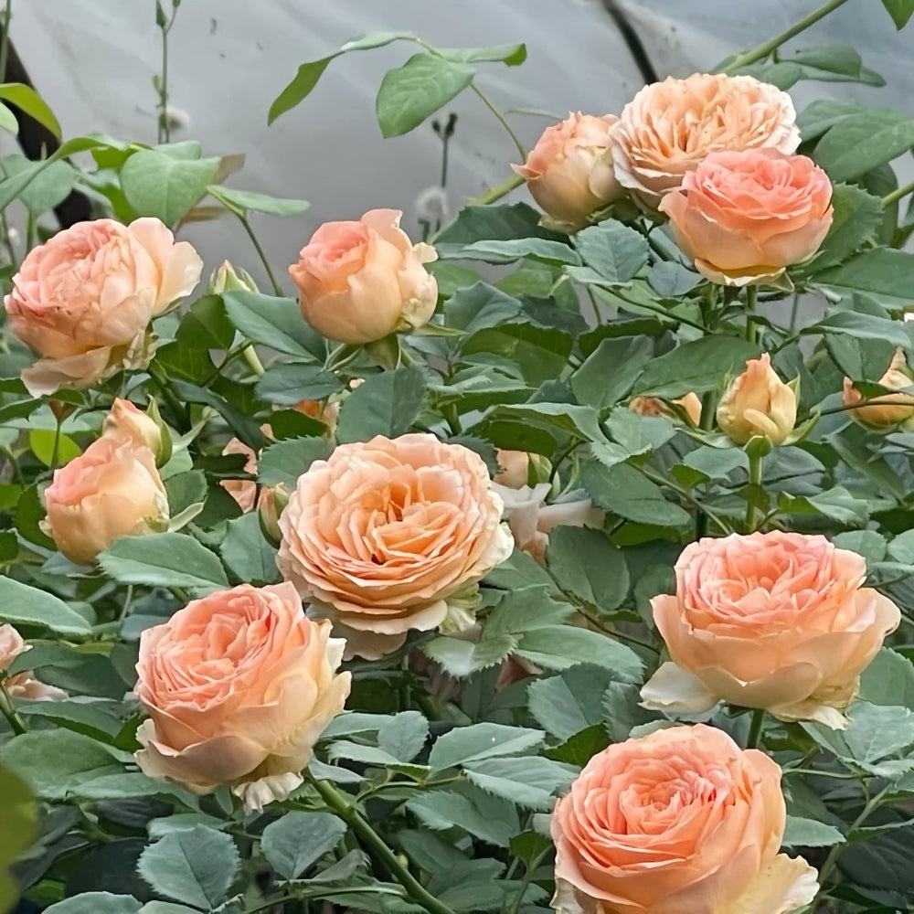 Apricot Lace Rose Plant|杏色蕾丝 image 9