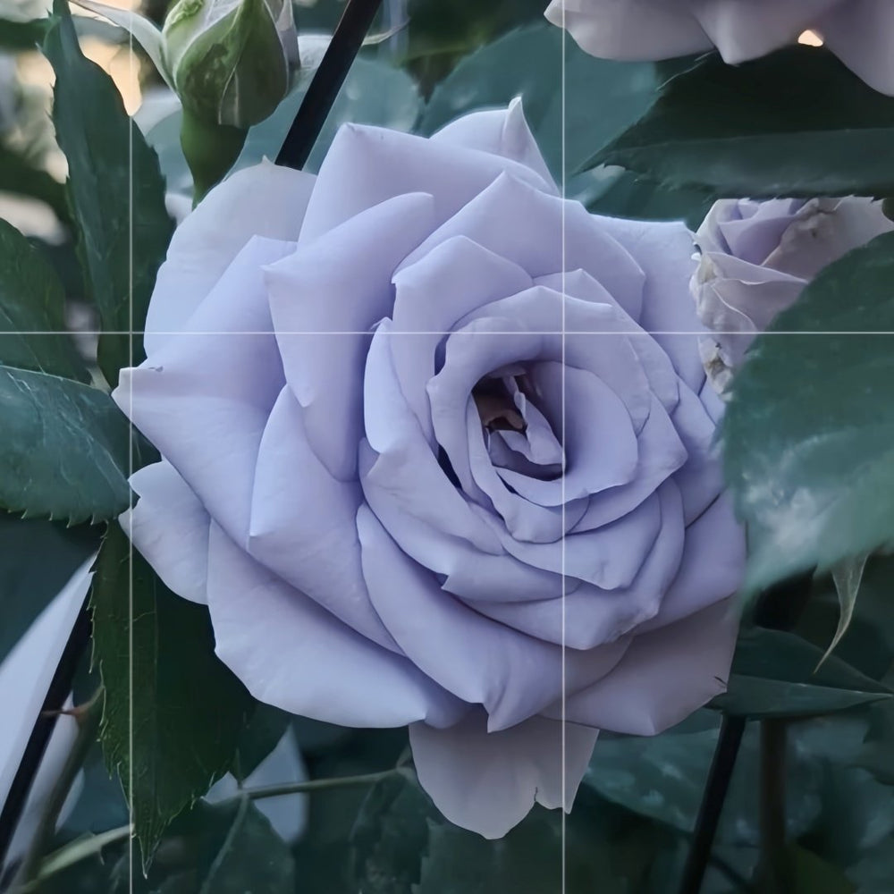 Turn Blue Rose Plant|转蓝 image 6