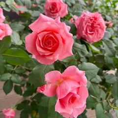 Corail Gelee Rose Plant｜珊瑚果冻 image 2