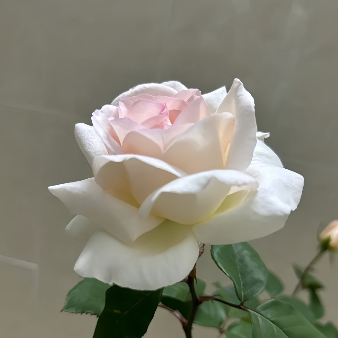 Trésor du Jardin Rose Plant|花园宝藏 image 8