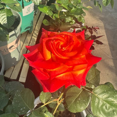 High Magic Rose Plant｜高和魔术 image 1