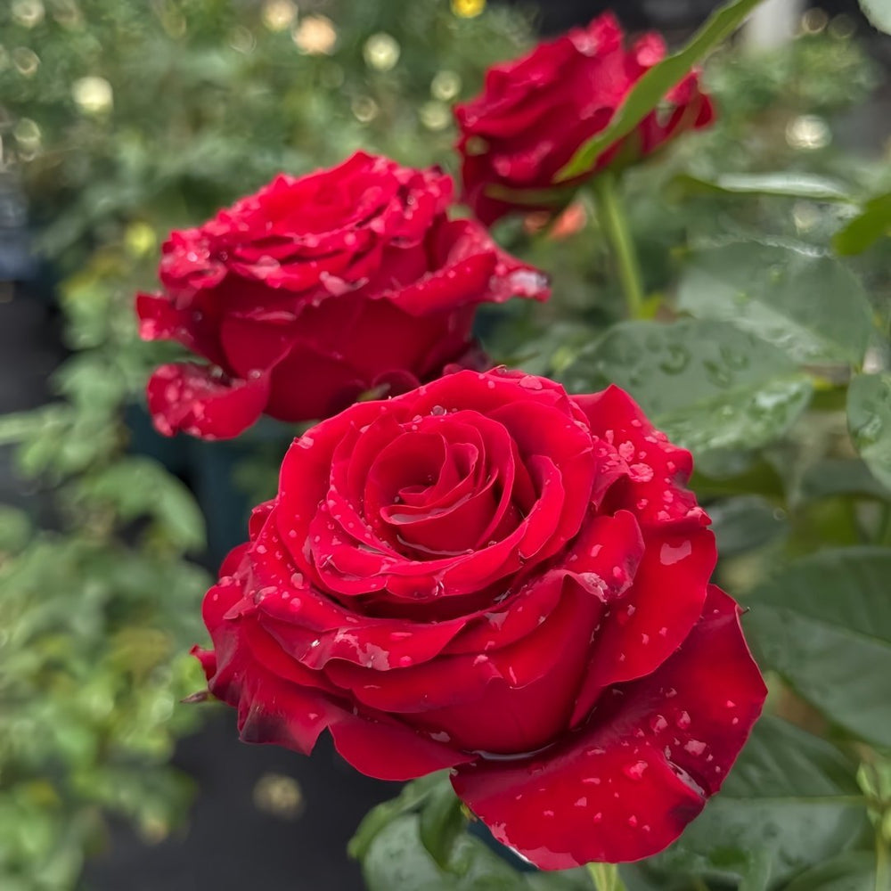 Hallelujah Rose Plant|哈利路亚 image 5
