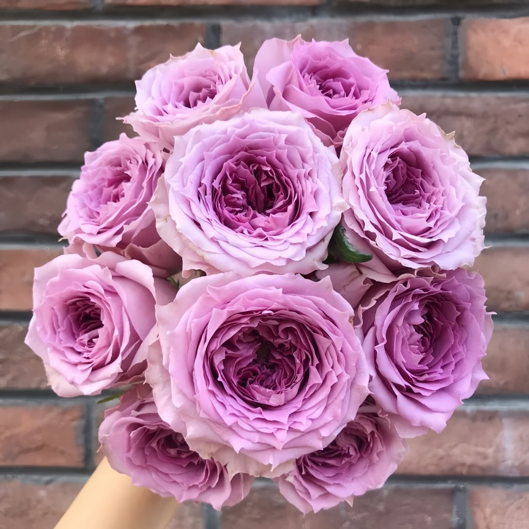 Country Spirit Song Rose Plant|乡村音乐 image 0