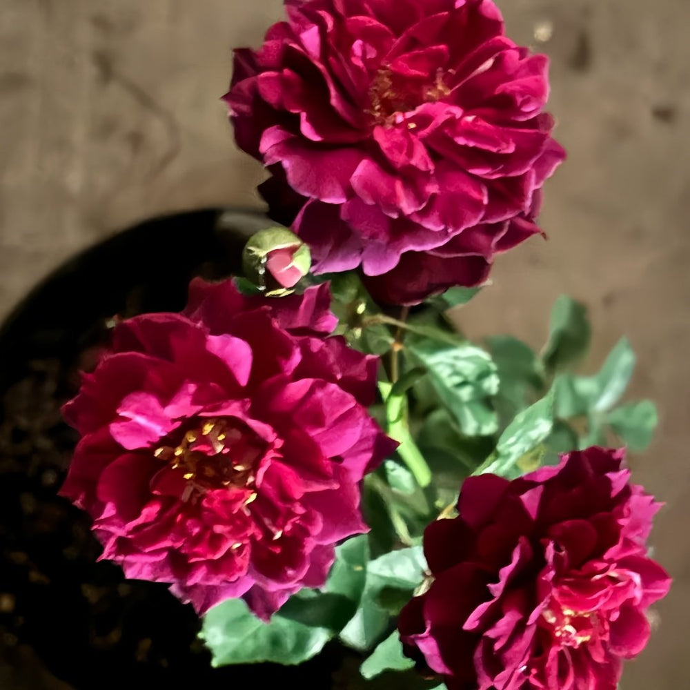 Laylah Rose Plant|黑夜莱拉 image 8