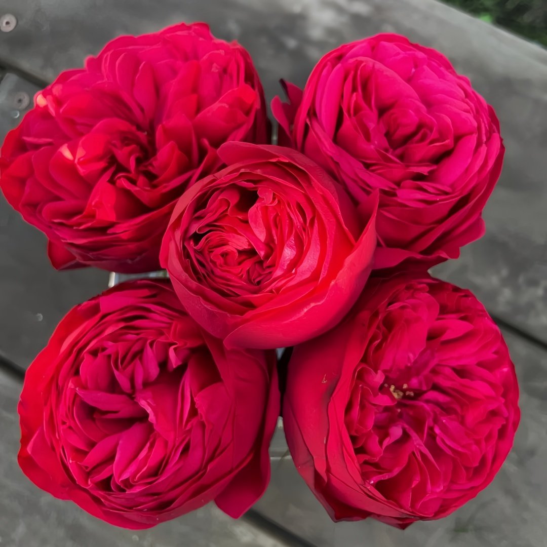 Piano Rose Plant| 红钢琴 image 0