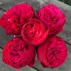 Piano Rose Plant| 红钢琴 image 0
