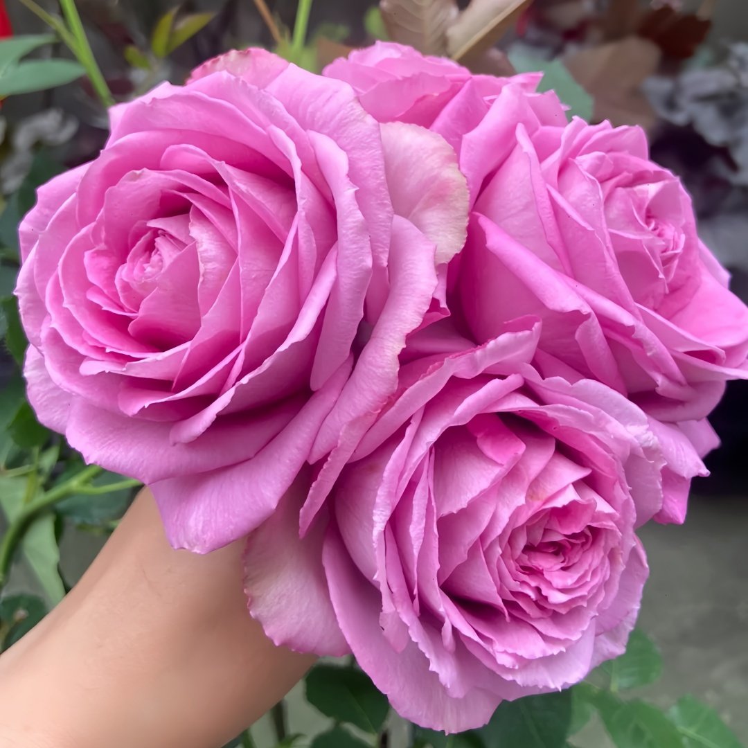Lavender Lace Rose Plant | 薰衣草蕾丝 image 4