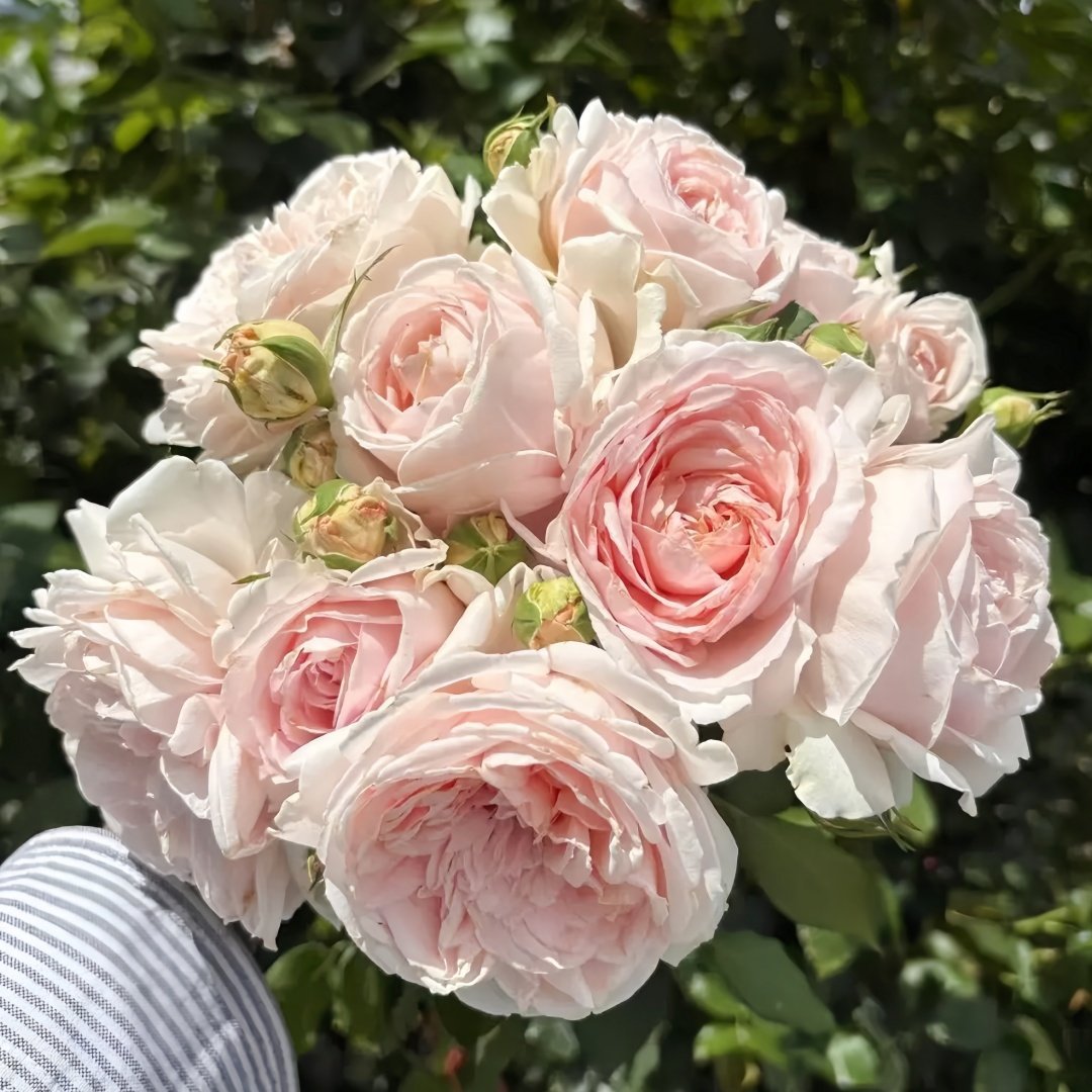 Yanzi Rose Plant|妍姿 image 4
