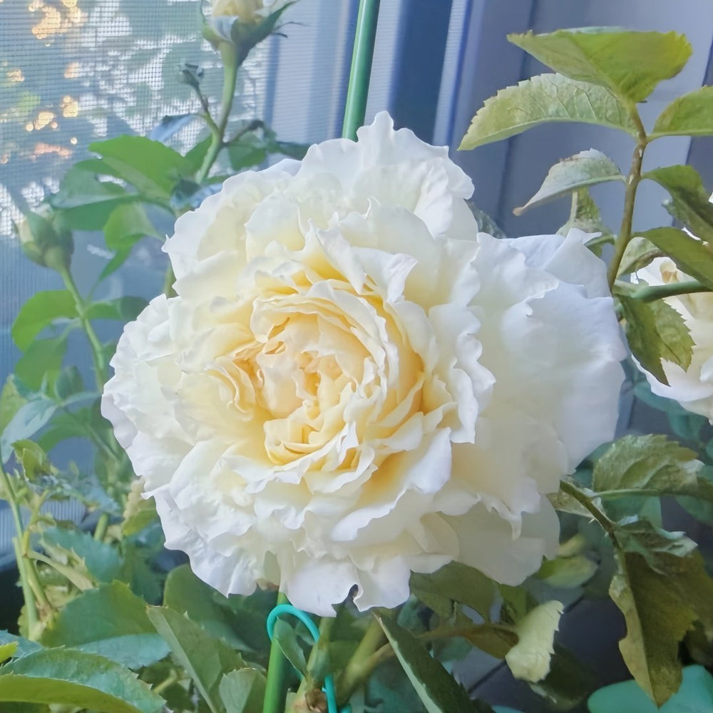 Ice Cream Balcony Rose Plant|冰淇淋阳台 image 7