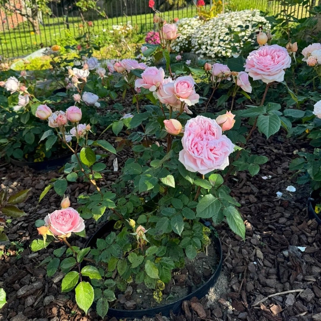 Princess Hitomi Rose Plant｜仁美公主 image 2
