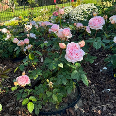 Princess Hitomi Rose Plant｜仁美公主 image 2