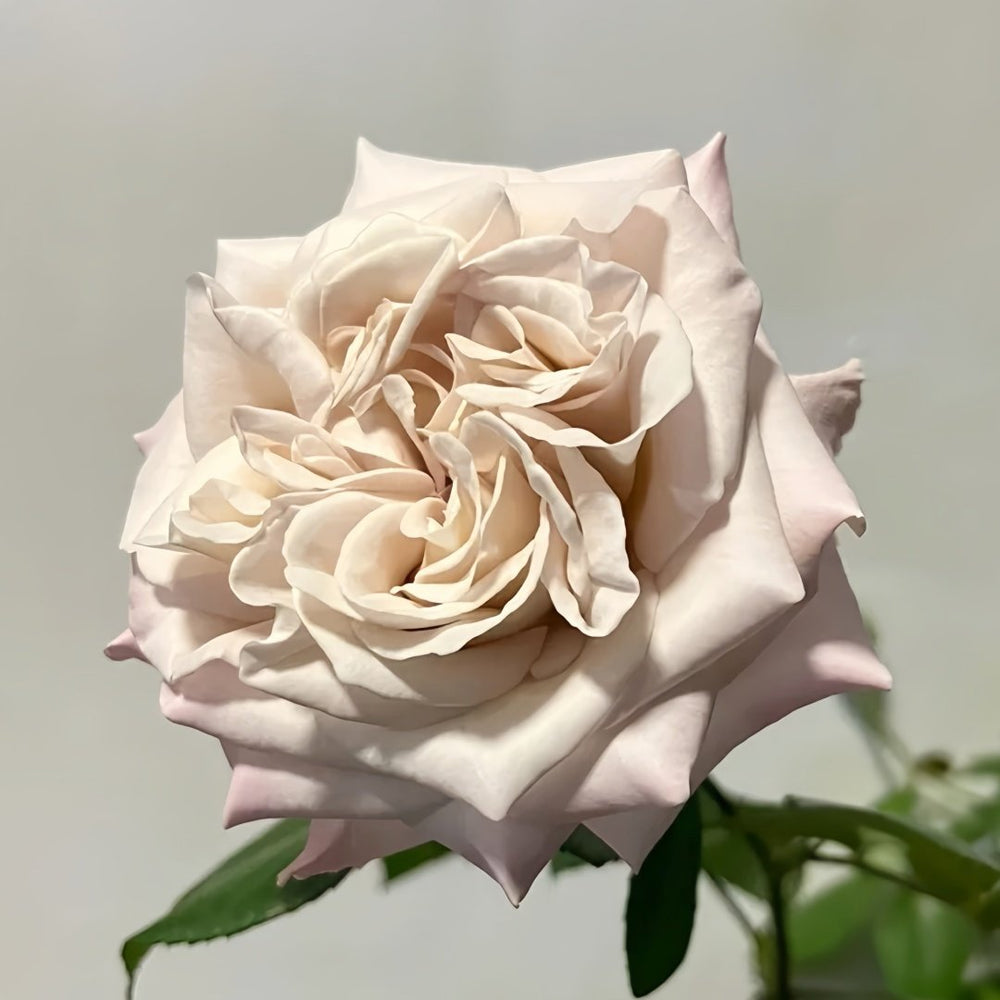 Westminster Abbey Rose Plant｜威斯敏特大教堂 image 5