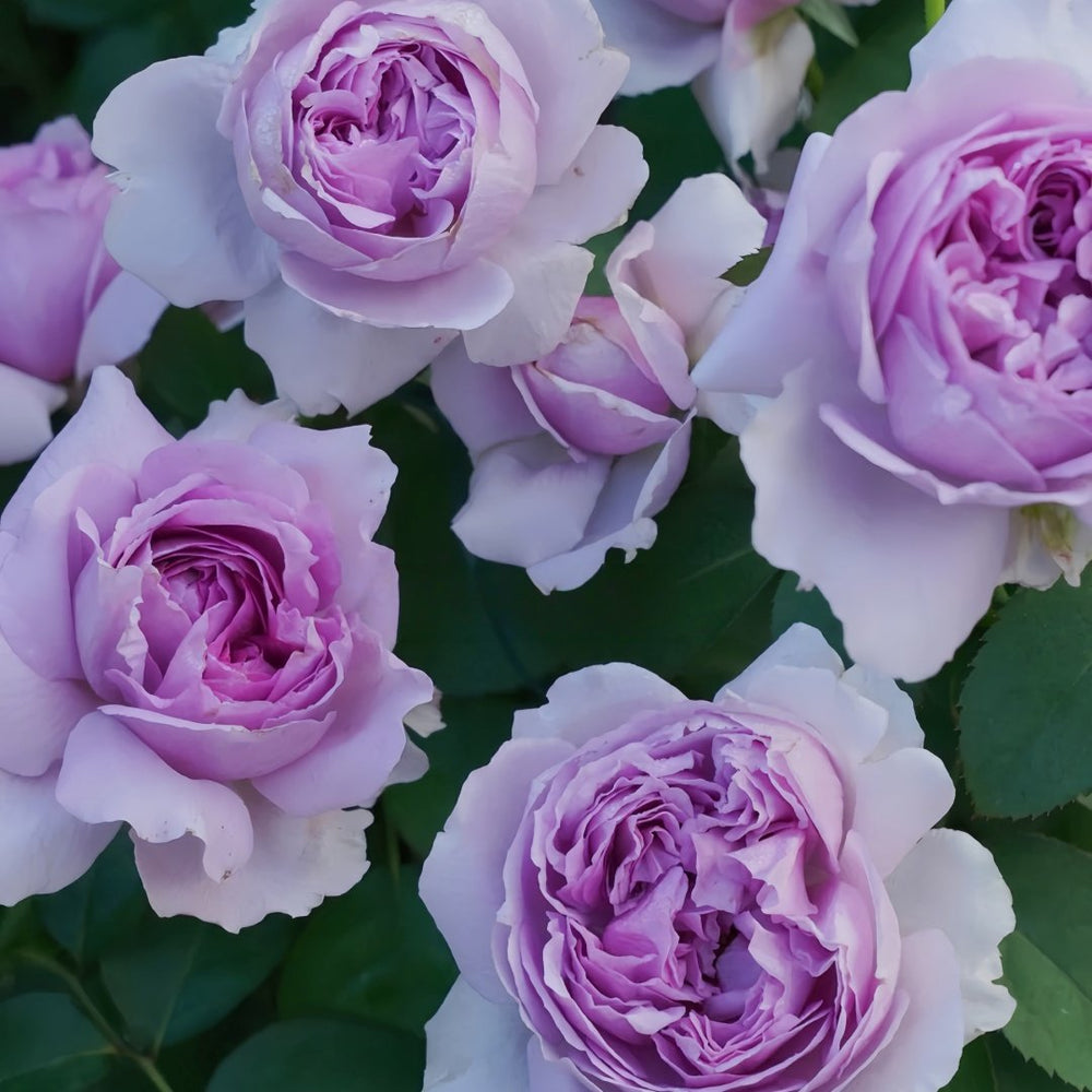 Lilas Rose Plant｜丽拉玫瑰 image 9