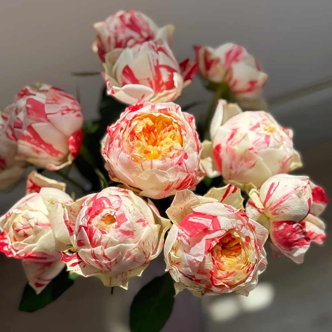Party Ranuncula Rose Plant|狂欢派对 image 0