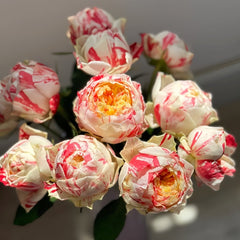 Party Ranuncula Rose Plant|狂欢派对 image 0