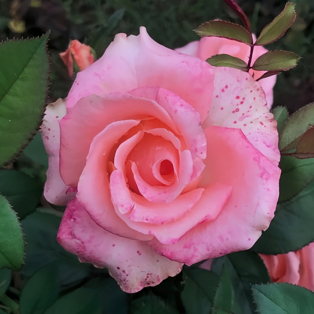 Mousse Rose Plant | 慕斯 image 0