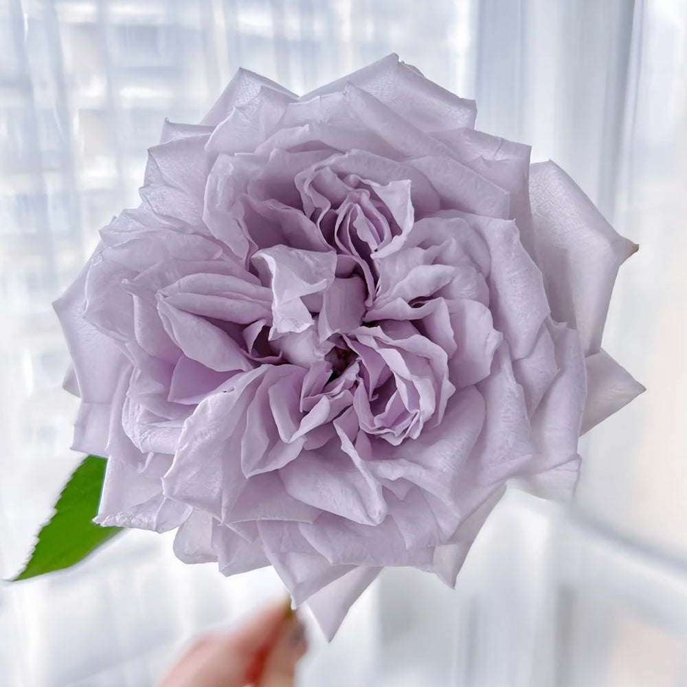 Noble Shine Rose Plant|贵族礼光 image 1