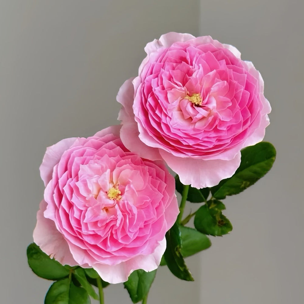 Wan Shan Rose Plant｜纨扇 image 3