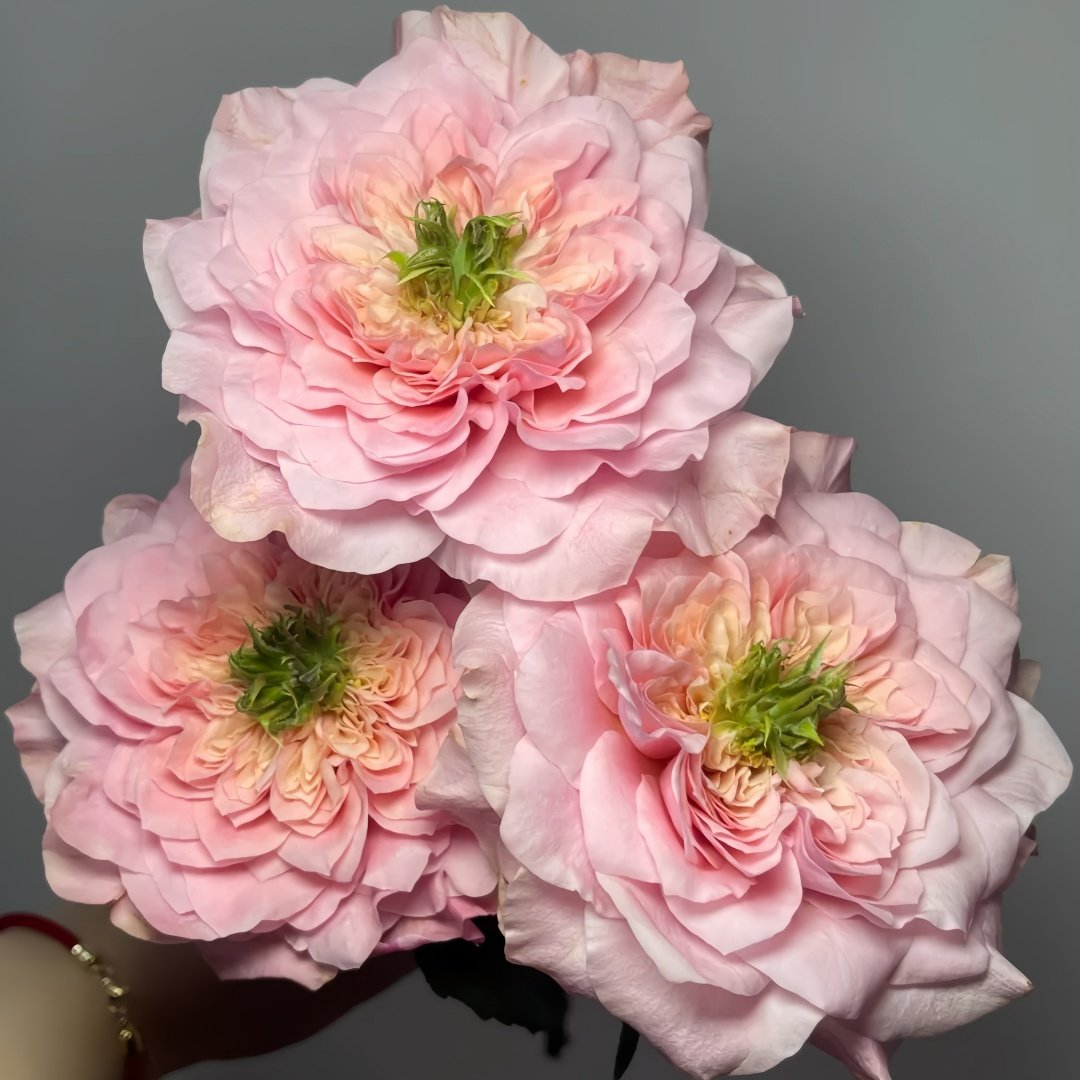 Mikoto Rose Plant｜美琴 image 1