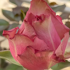 Bonnie Rose Plant｜邦妮 image 2