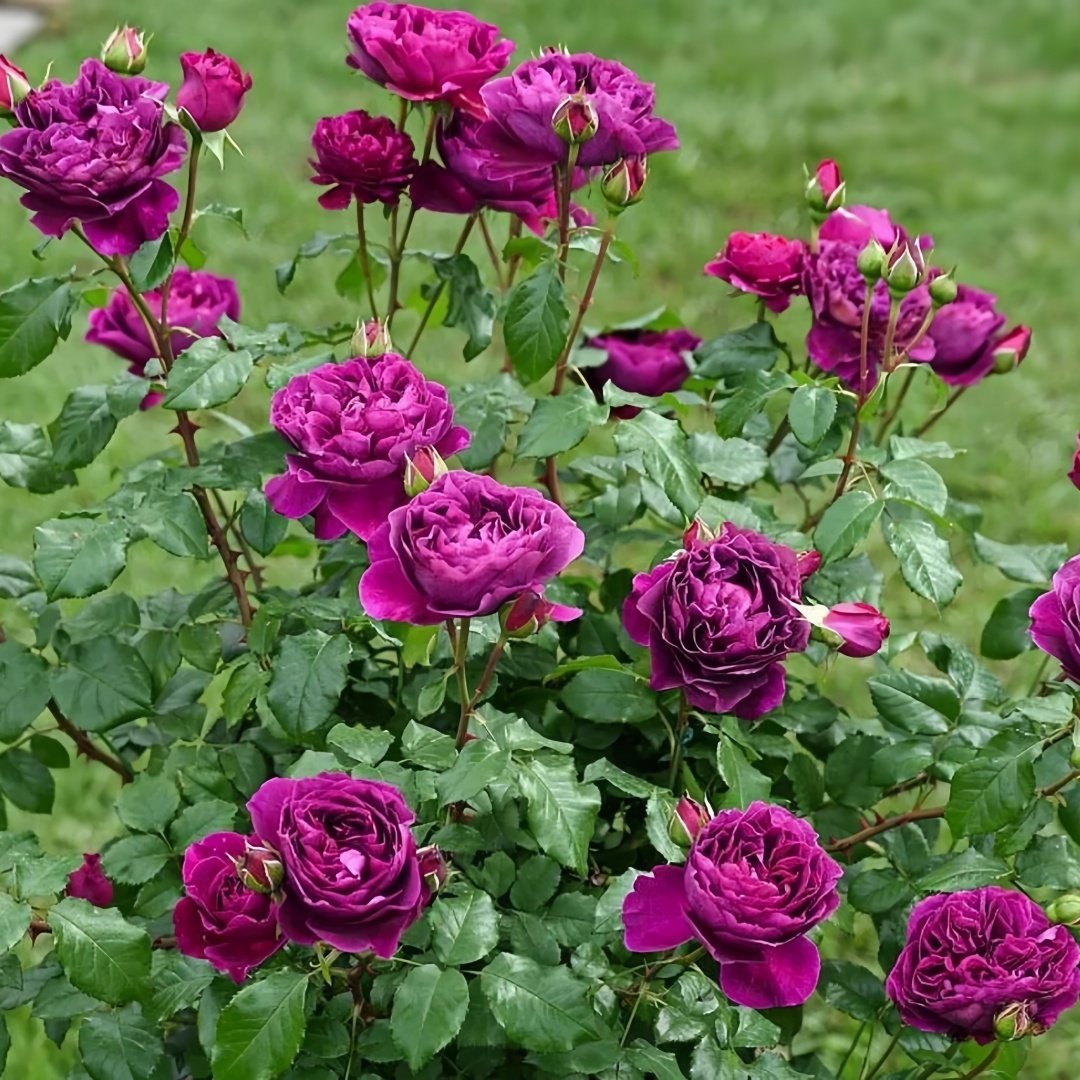 Le Temps Des Cerises Rose Plant|樱桃时节 image 7