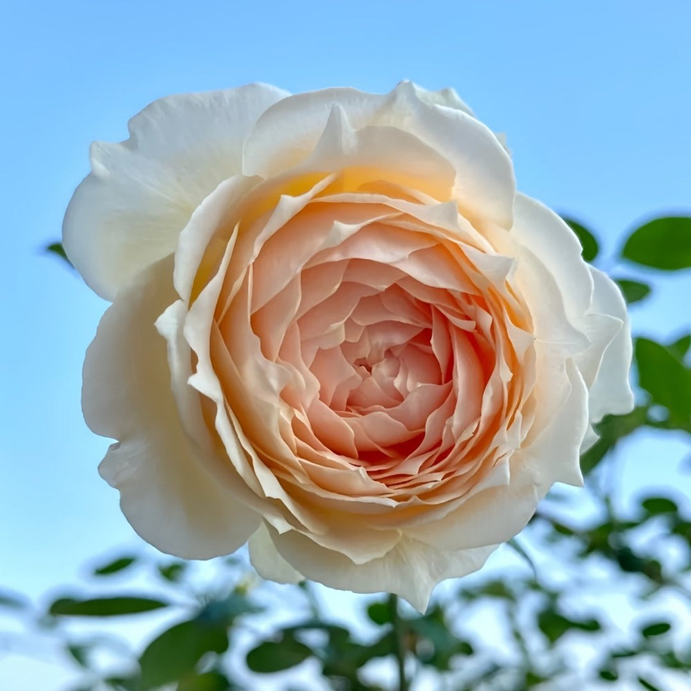 Weeping beauty Rose Plant|梨花雨 image 1